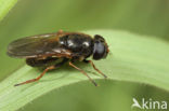 Moerasgitje (Cheilosia fraterna)