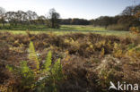 Nationaal beek- en esdorpenlandschap Drentsche Aa