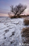 Nationaal Park de Biesbosch