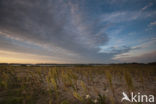 Nationaal Park de Biesbosch