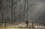 Nationaal Park Drents-Friese Wold