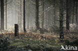 Nationaal Park Drents-Friese Wold