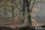 Nationaal Park Drents-Friese Wold