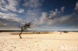 National Park Loonse en Drunense Duinen