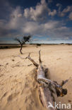 National Park Loonse en Drunense Duinen