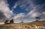 National Park Loonse en Drunense Duinen