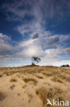 National Park Loonse en Drunense Duinen