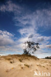 Nationaal Park Loonse en Drunense Duinen