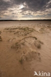 National Park Loonse en Drunense Duinen