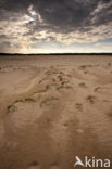 National Park Loonse en Drunense Duinen