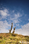 National Park Loonse en Drunense Duinen