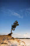 National Park Loonse en Drunense Duinen