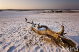 National Park Loonse en Drunense Duinen