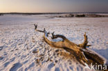 Nationaal Park Loonse en Drunense Duinen