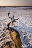 National Park Loonse en Drunense Duinen