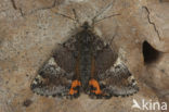 Oranje berkenspanner (Archiearis parthenias)