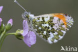 Orange-tip (Anthocharis cardamines)