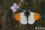 Orange-tip (Anthocharis cardamines)