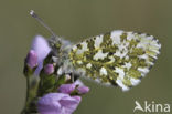 Orange-tip (Anthocharis cardamines)