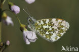 Orange-tip (Anthocharis cardamines)