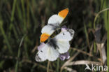 Oranjetipje (Anthocharis cardamines)