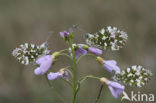 Oranjetipje (Anthocharis cardamines)