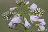 Orange-tip (Anthocharis cardamines)