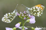 Oranjetipje (Anthocharis cardamines)