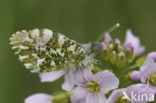 Orange-tip (Anthocharis cardamines)