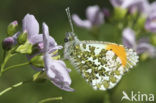 Orange-tip (Anthocharis cardamines)