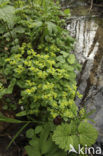 Paarbladig goudveil (Chrysosplenium oppositifolium)