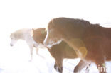 Horse (Equus spp)