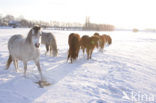 Horse (Equus spp)