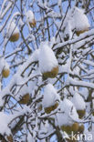 Pear (Pyrus spec.)
