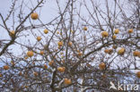Pear (Pyrus spec.)