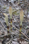 Great Horsetail (Equisetum telmateia)