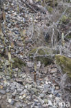 Great Horsetail (Equisetum telmateia)