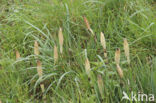 Great Horsetail (Equisetum telmateia)
