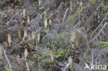 Great Horsetail (Equisetum telmateia)