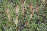 Great Horsetail (Equisetum telmateia)
