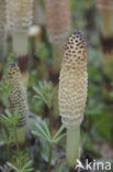 Great Horsetail (Equisetum telmateia)