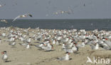 Caspian Tern (Sterna caspia)