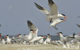 Caspian Tern (Sterna caspia)