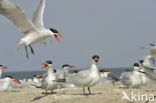 Caspian Tern (Sterna caspia)
