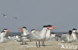 Caspian Tern (Sterna caspia)