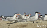 Caspian Tern (Sterna caspia)