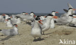 Caspian Tern (Sterna caspia)