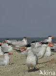 Caspian Tern (Sterna caspia)