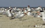 Caspian Tern (Sterna caspia)