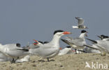 Caspian Tern (Sterna caspia)